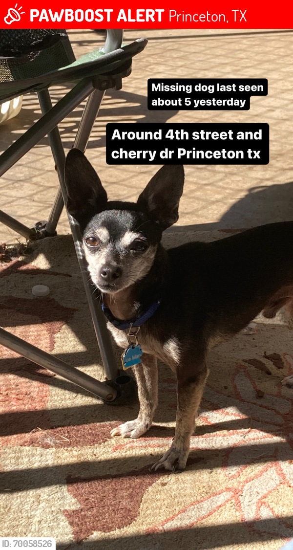 Lost Male Dog last seen Bronner dr Princeton tx , Princeton, TX 75407