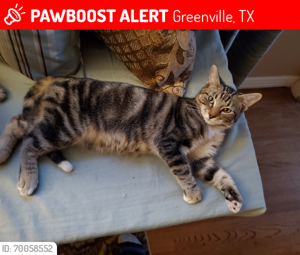 Lost Male Cat last seen Graham Park, Greenville, TX 75401