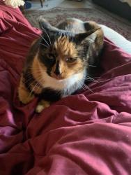 Lost Female Cat last seen Near Berkeley Ave Fircrest, WA, Fircrest, WA 98466