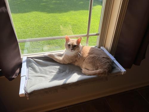 Lost Male Cat last seen 1st and Trinity Drive, Cabot AR, Cabot, AR 72023