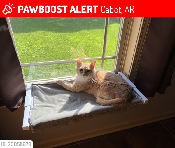 Lost Male Cat last seen 1st and Trinity Drive, Cabot AR, Cabot, AR 72023