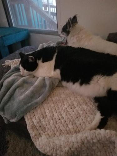 Lost Male Cat last seen Third st, Thurston, OH 43157