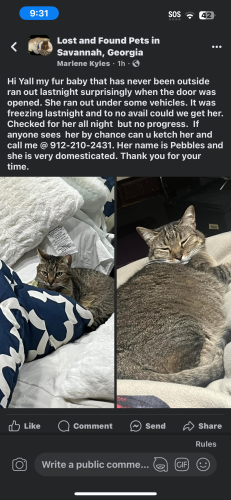 Lost Female Cat last seen At the Budget Inn, Savannah, GA 31405