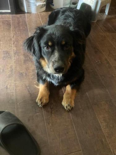 Lost Male Dog last seen Hwy 19 and seven cedars , Crawford County, MO 65565