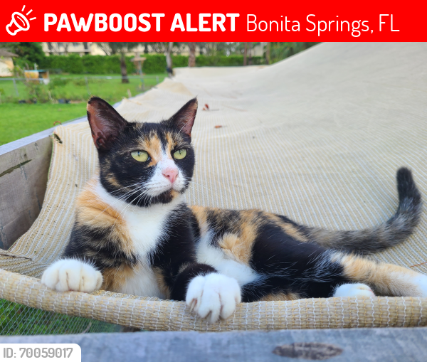 Lost Female Cat last seen Paradise road, Bonita Springs , Bonita Springs, FL 34135