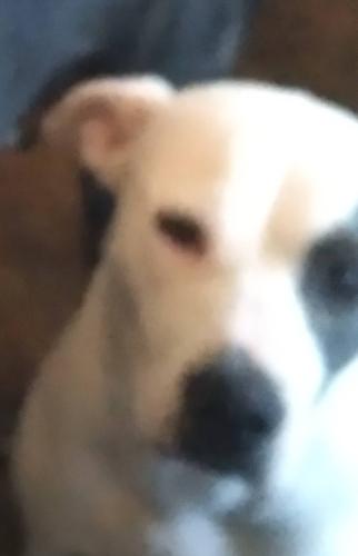Lost Female Dog last seen Phoenix Ave., Fort Smith, AR 72901
