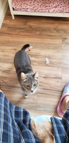 Lost Female Cat last seen 50th st. and Madison ave., San Diego, CA 92115
