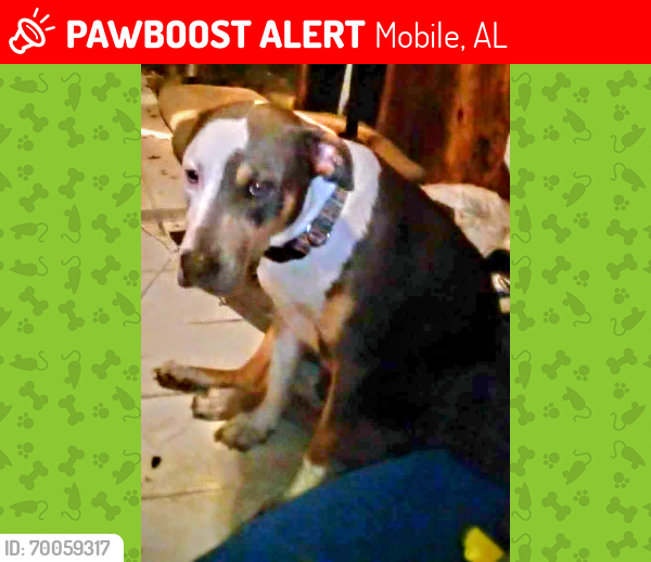 Lost Female Dog last seen Wilkins st and glen acres rd , Mobile, AL 36608
