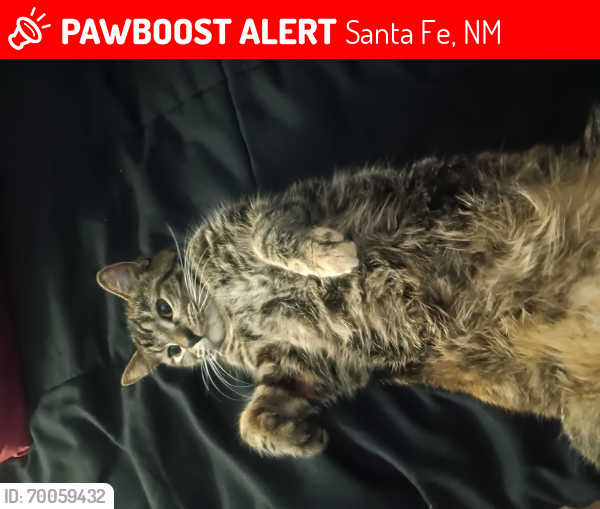 Lost Female Cat last seen Schlotzys, Santa Fe, NM 87507