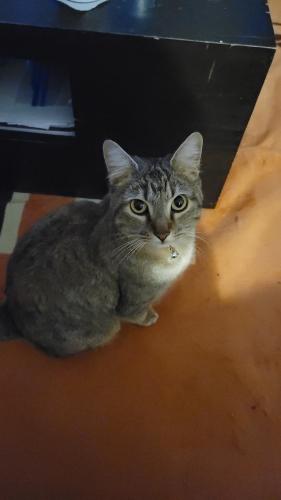 Lost Female Cat last seen Cliffdale Rd and McPherson Rd, Fayetteville, NC 28303