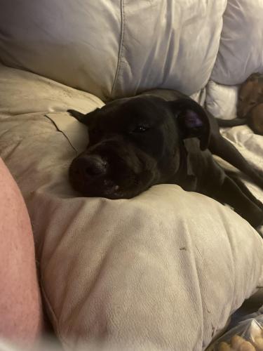 Lost Female Dog last seen Lovell rd, Knoxville, TN 37932