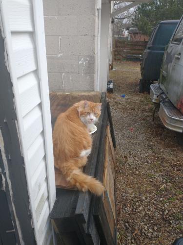 Found/Stray Unknown Cat last seen Agler Road, Columbus, OH 43211