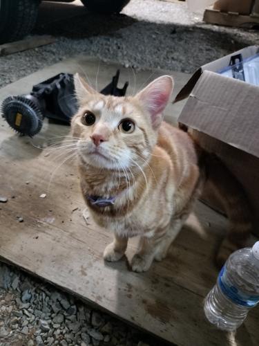 Lost Male Cat last seen Air View Rd. Hagerstown, MD, Washington County, MD 21742