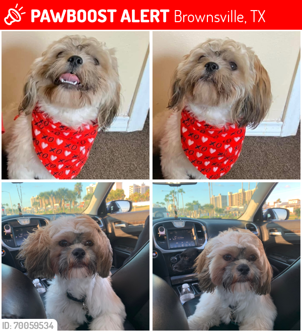 Lost Male Dog last seen Paso Real Dr & Nuevo Leon Dr , Brownsville, TX 78521
