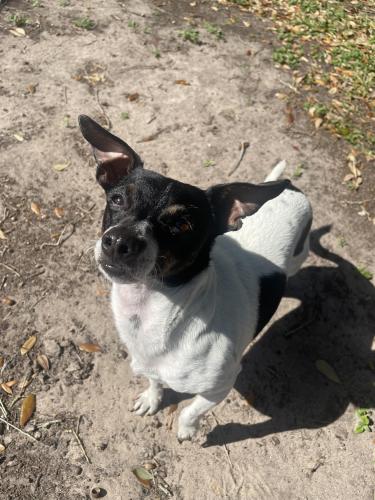 Lost Male Dog last seen tampa dr and hollywood blvd , Victoria, TX 77904