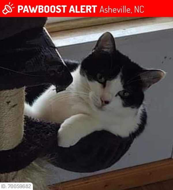 Lost Female Cat last seen Near Tunnel Rd asheville 28805, Asheville, NC 28805