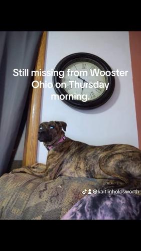Lost Female Dog last seen Near and rt 3, Wooster, OH 44691