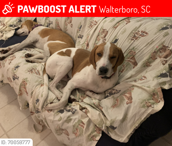 Lost Male Dog last seen Rte 15 / Winchester Road , Walterboro, SC 29488