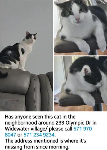 Lost Male Cat last seen Wide water village, Stafford, VA 22554