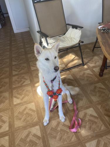 Lost Female Dog last seen Price road, Brownsville, TX 78520
