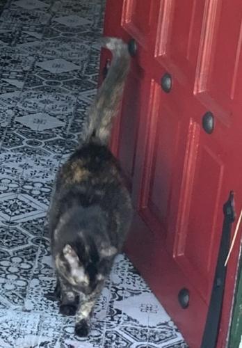 Lost Female Cat last seen Vickrrs school or Glasgow or Mallete, Victoria, TX 77904