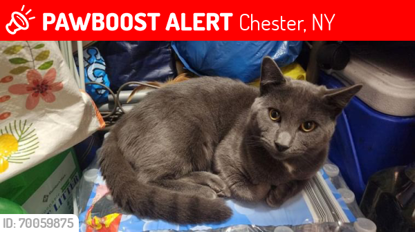 Lost Male Cat last seen Main Street , Chester, NY 10918