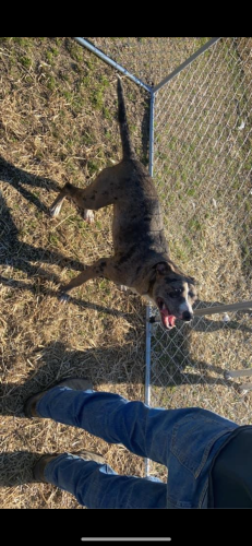 Lost Female Dog last seen Rock quarry road FarmVille nc, Farmville, NC 27828