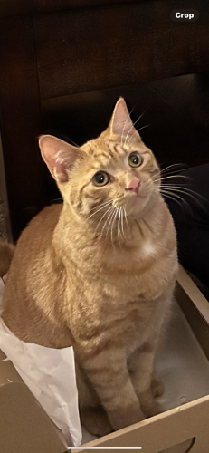 Lost Male Cat last seen Farmway and Lunar, Caldwell, ID 83607