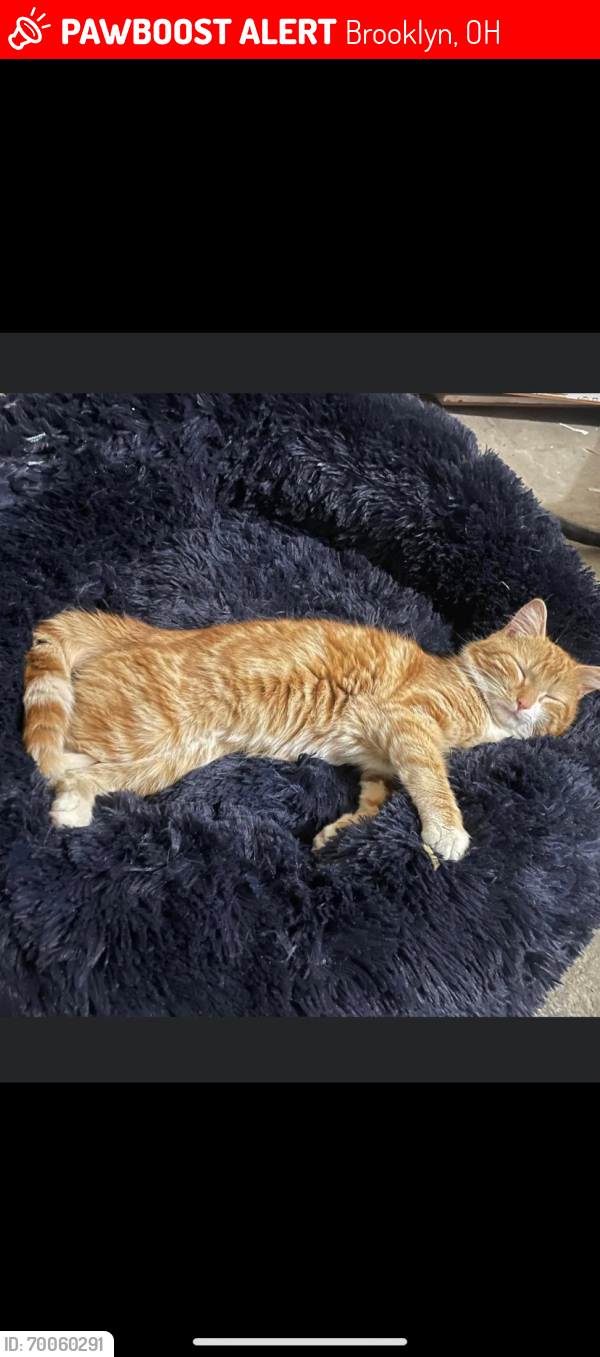 Lost Male Cat last seen Possibly seen near outlook avenue and ridge. Also possibly seen across the street by Brooklyn acres, Brooklyn, OH 44144