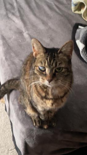 Lost Female Cat last seen Hauserman Rd and Fairlawn Dr, Parma, OH 44130