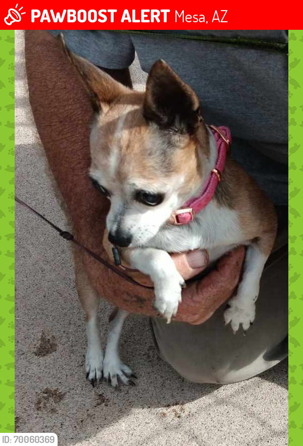 Lost Female Dog last seen Main street and longmore , Mesa, AZ 85201