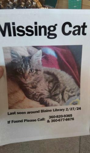 Lost Male Cat last seen Blaine public library, Blaine, WA 98230