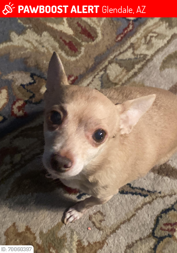 Lost Female Dog last seen Near 5526 w Myrtle ave , Glendale, AZ 85301