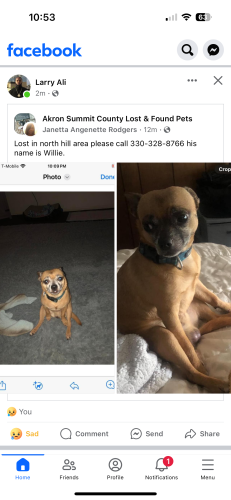 Lost Male Dog last seen North Hill Area, Akron, OH 44308