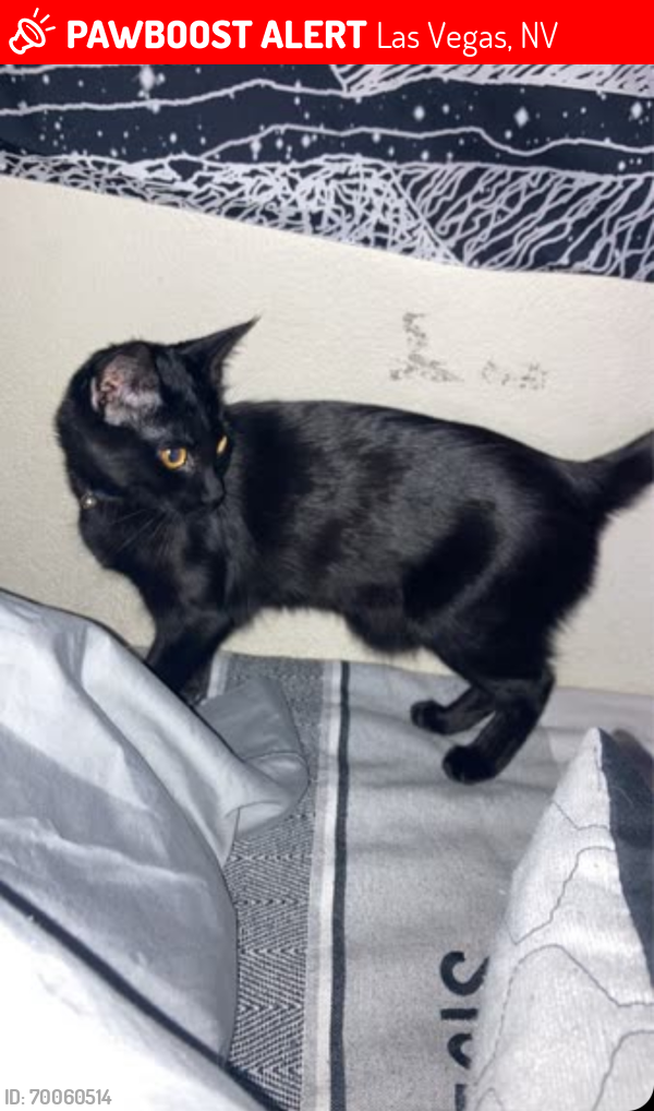 Lost Female Cat last seen Near Pinetop Lane 89119, Las Vegas, NV 89119