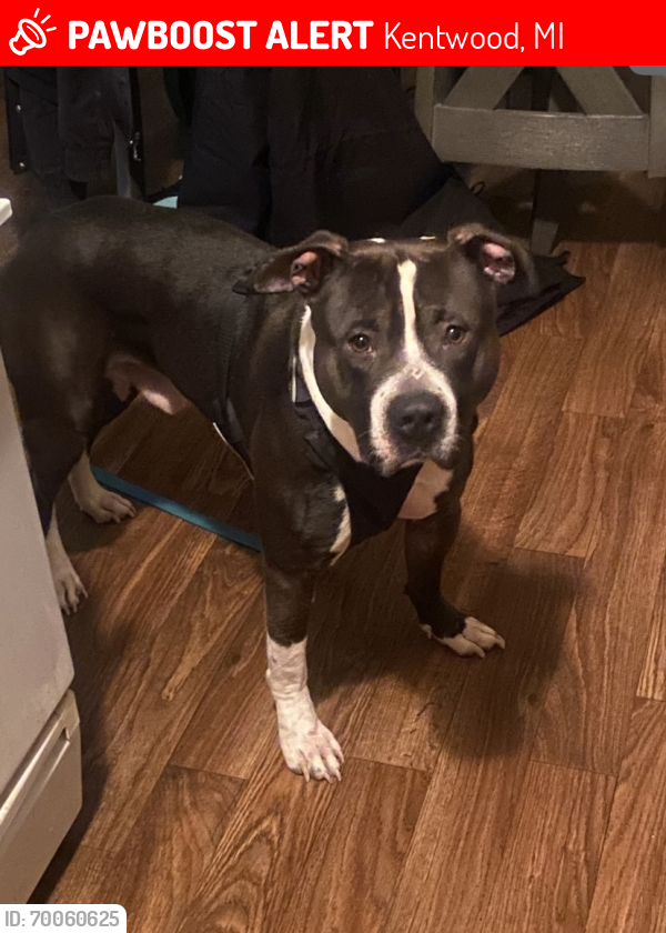 Lost Male Dog last seen Last known whereabouts 48th & Eastern rumors are he took off running down Potter Ave towards 44th street near the Arbys, Kentwood, MI 49508