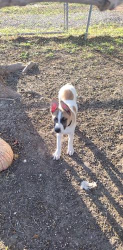 Lost Female Dog last seen 14th, Corpus Christi, TX 78404