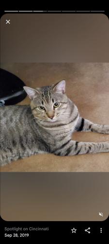 Lost Male Cat last seen Mcnab and Southgate , North Lauderdale, FL 33068
