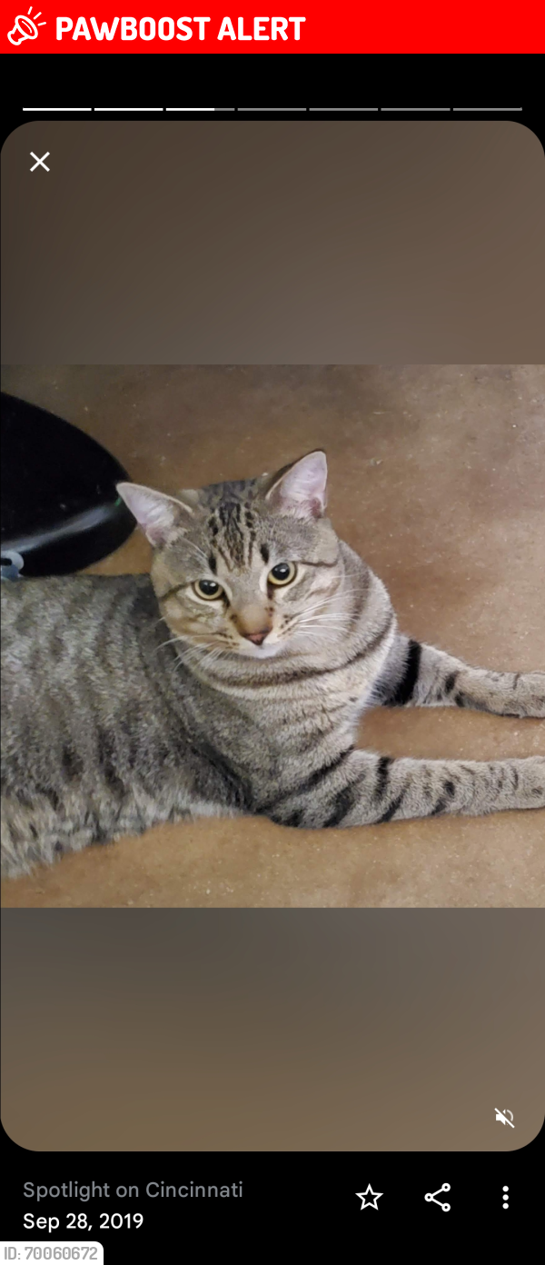 Lost Male Cat last seen Mcnab and Southgate , North Lauderdale, FL 33068