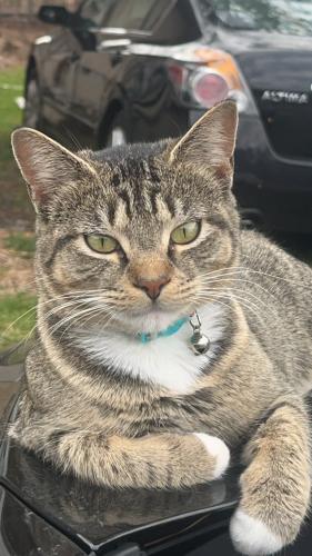 Lost Female Cat last seen Champion Rd and Wooten Rd, Chattanooga, TN 37416