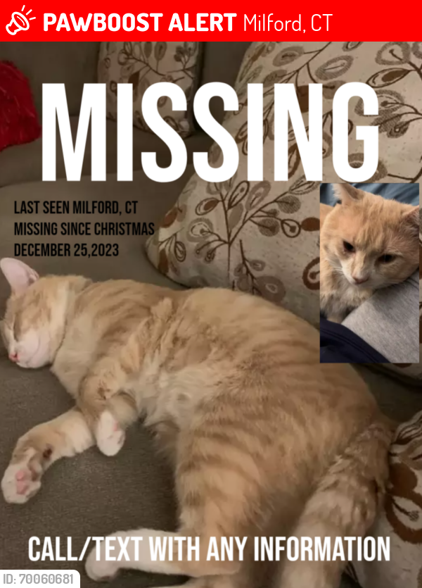 Lost Male Cat last seen Bridgeport Ave, Carvel, Meadow side elementary school, Milford, CT 06460