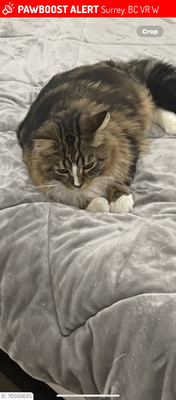 Lost Male Cat last seen Near street and 112 ave, Surrey, BC V3R 0W6