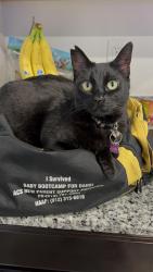 Lost Female Cat last seen Aurora view & Gazing star near North Valleys Park, Reno, NV 89506