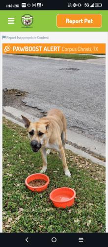 Lost Female Dog last seen The texan, Corpus Christi, TX 78411