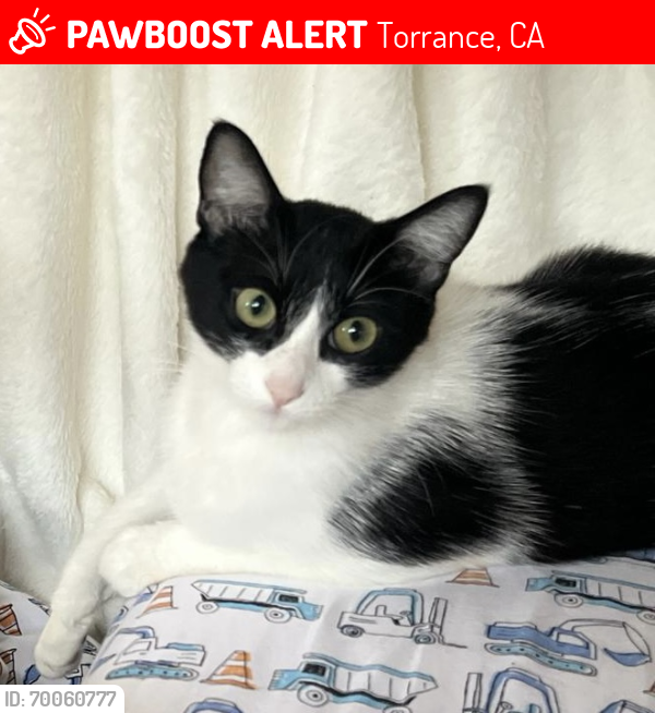 Lost Female Cat last seen Summerwind , Torrance, CA 90503