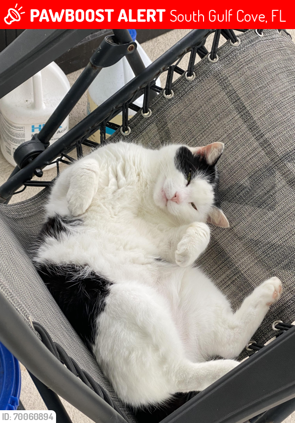Lost Male Cat last seen Calumet and Ingraham Blvd , South Gulf Cove, FL 33981