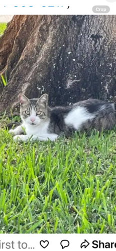Lost Male Cat last seen 11th Ave and 4th Street, Vero Beach, FL 32961