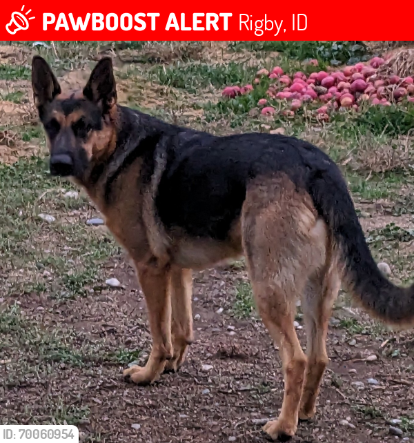 Lost Female Dog last seen Near e 200 n, Rigby, ID 83442