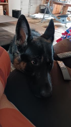 Lost Male Dog last seen Near 10th st nw, Rochester, MN 55901
