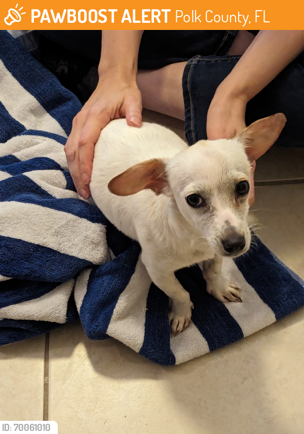 Polk County, FL Stray Female Dog Found Near Lobelia Dr Davenport Fl